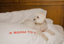 Room Mate Hotels diventa pet-friendly