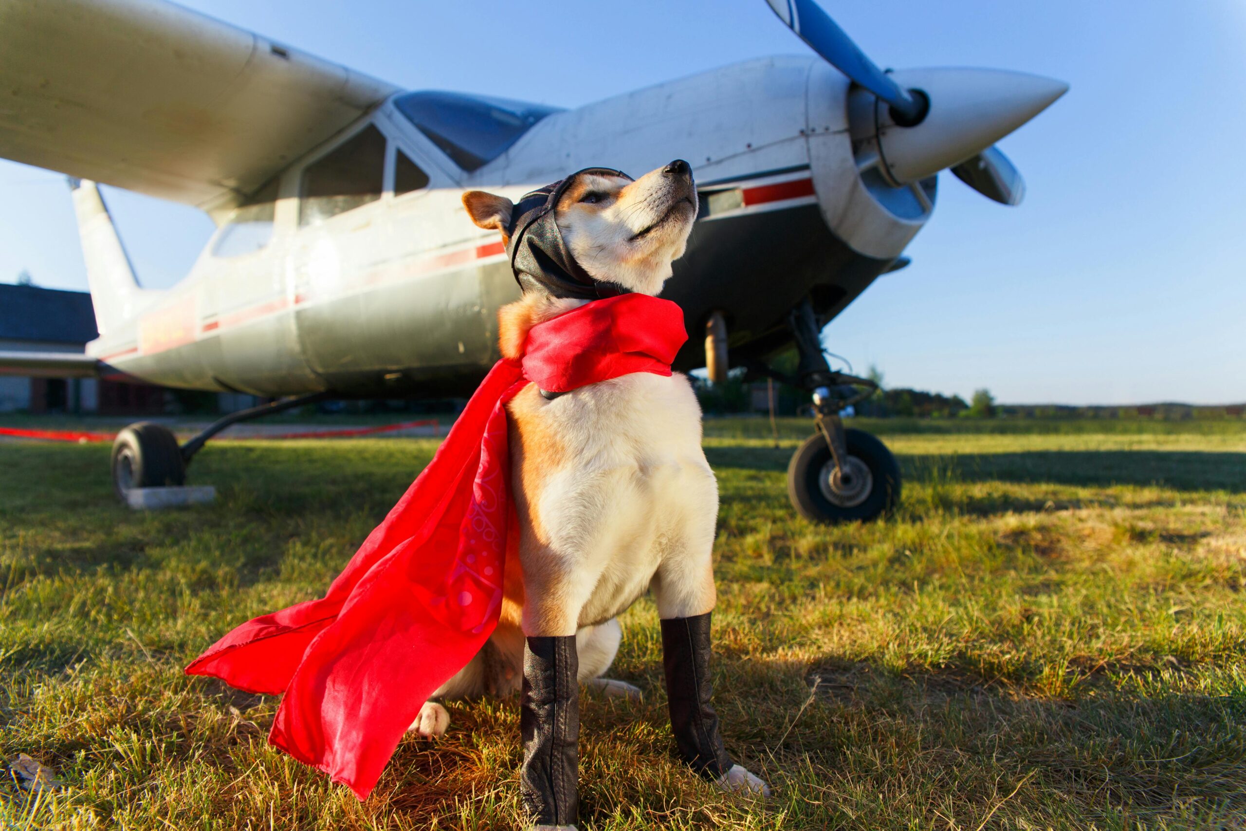 Viaggiare in aereo con il proprio cane: cambiano le regole